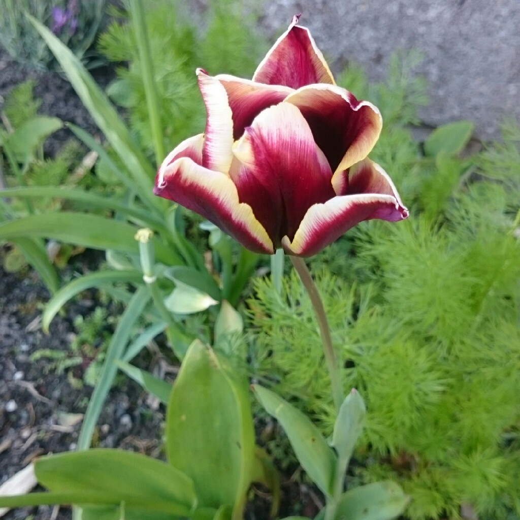 Plant image Tulipa 'Abu Hassan'
