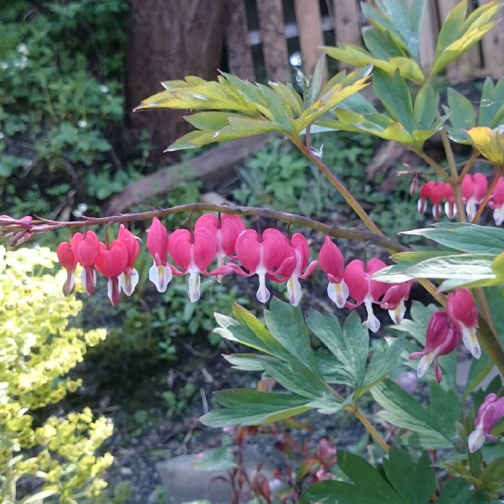 Lamprocapnos spectabilis  syn. Dicentra spectabilis