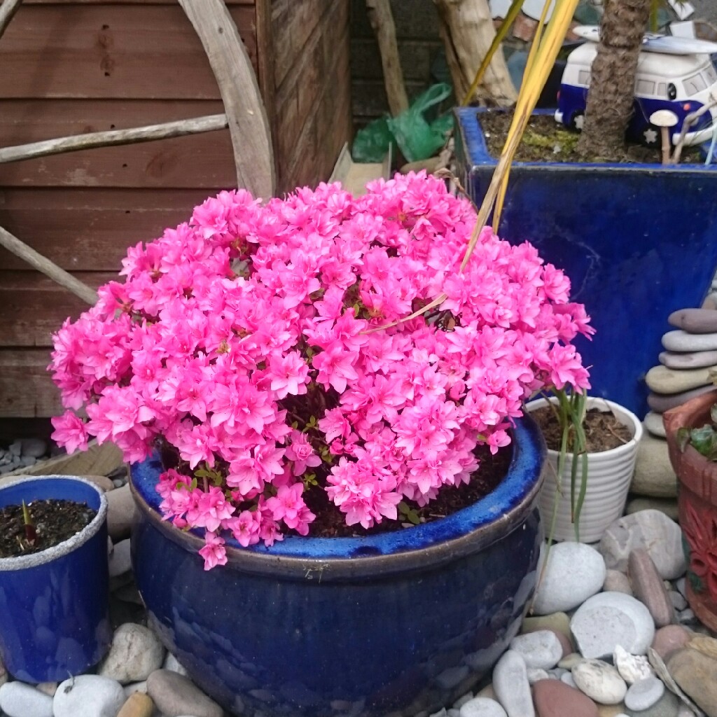 Rhododendron  (Azalea Varieties)