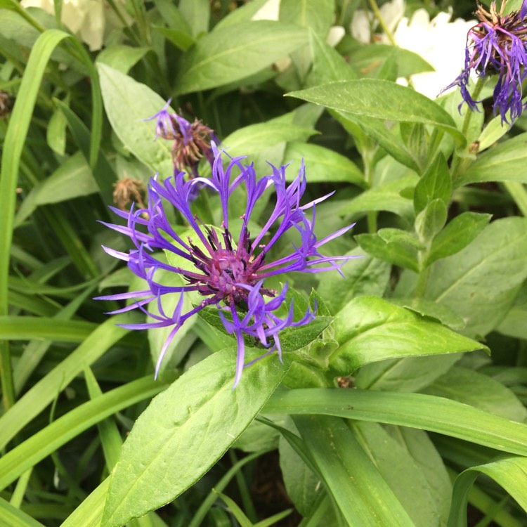 plant image 440884