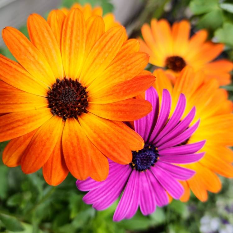 Plant image Osteospermum 'Serenity Blue Eyed Beauty'