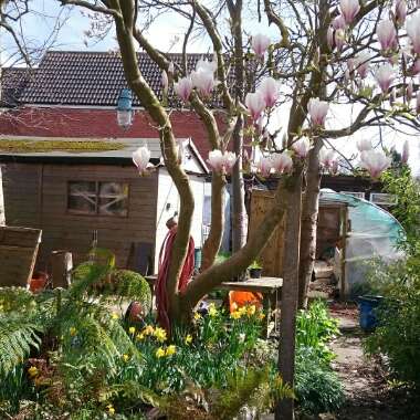 Gina's garden