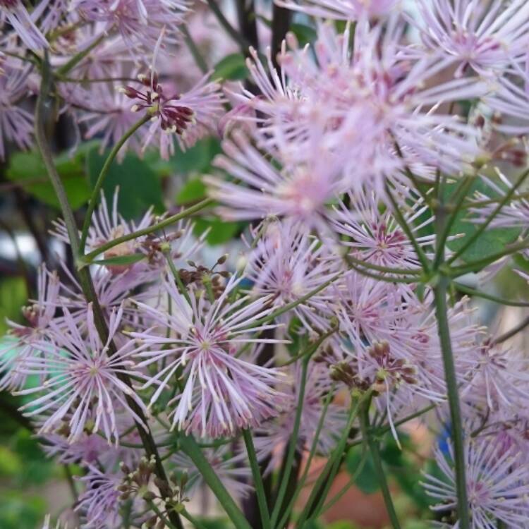 plant image 425959