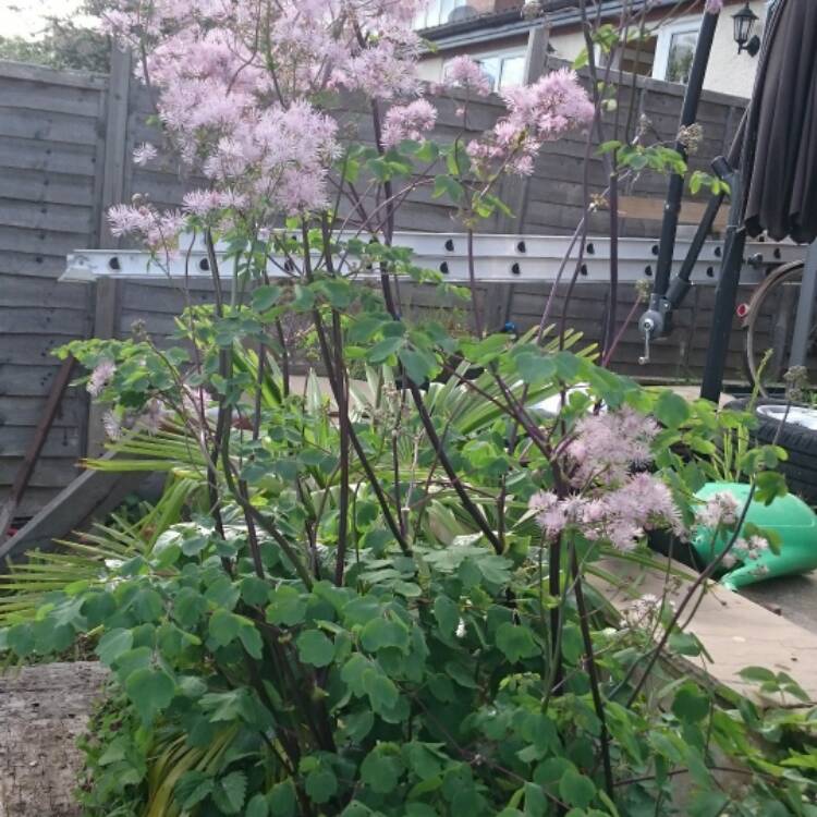 plant image 425961
