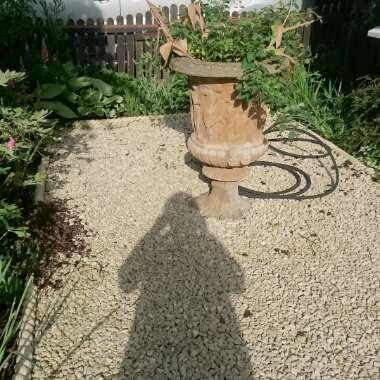 Gina's garden