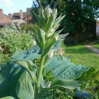 Gina's garden