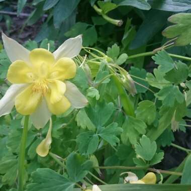 Gina's garden