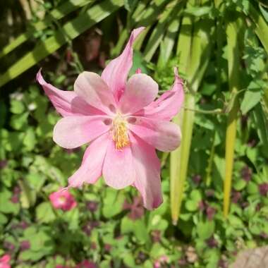 Gina's garden