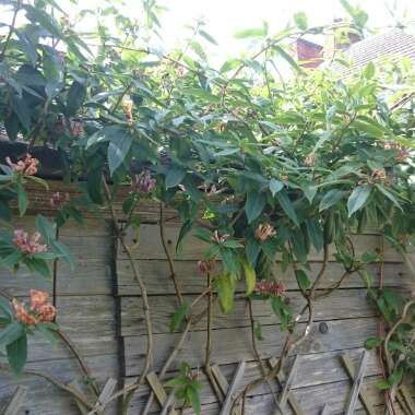 Gina's garden