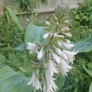 Gina's garden