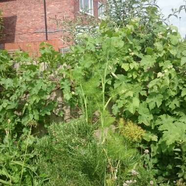 Gina's garden
