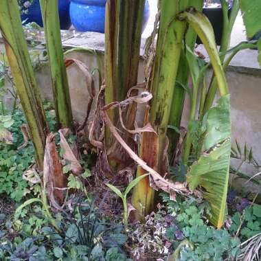 Banana Plant Mona Lisa