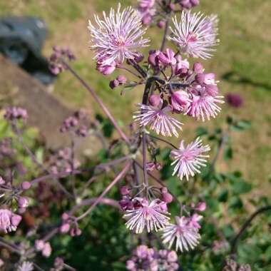 Gina's garden