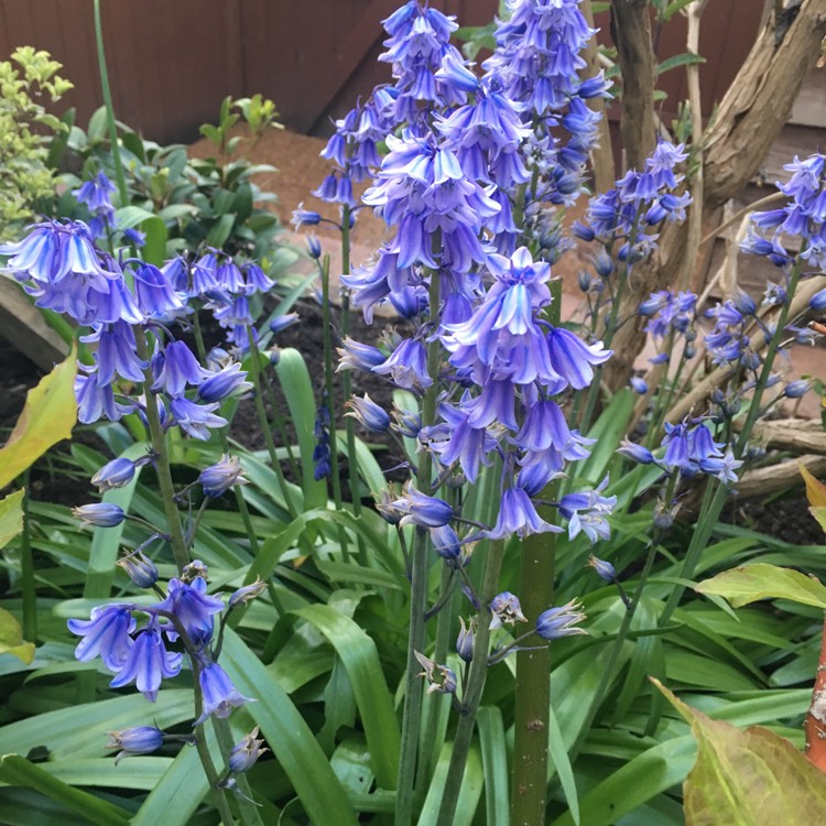 plant image 1015647