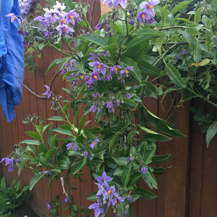 plant image 1015650