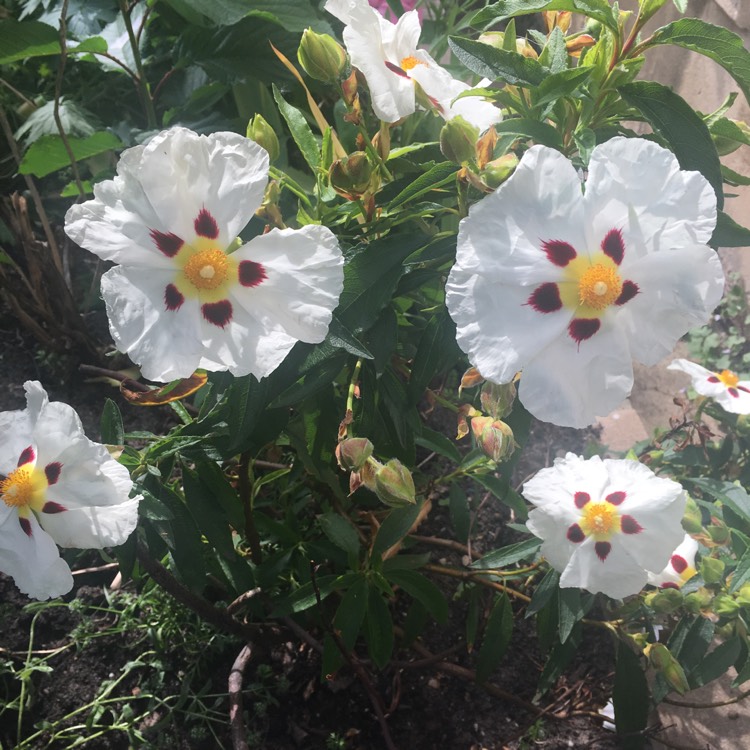 Plant image Cistus x purpureus 'Alan Fradd'