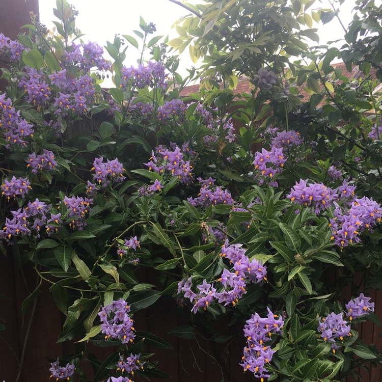 plant image 1047706