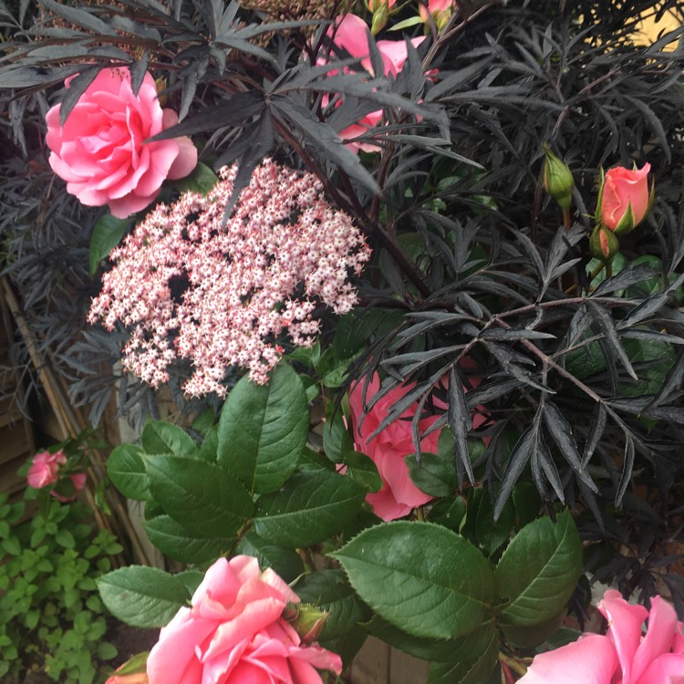 plant image 1057541 plant image 1057541