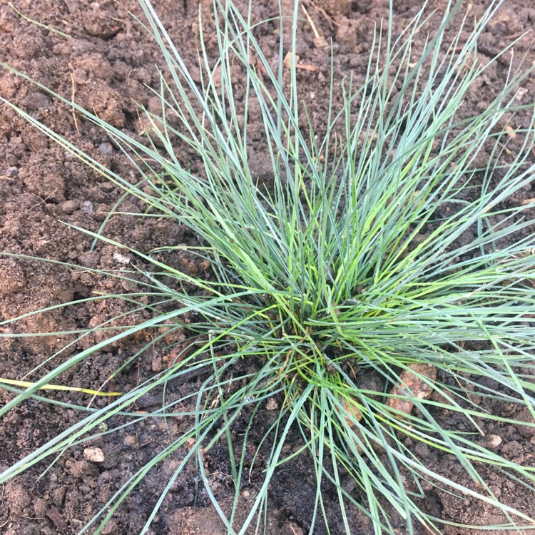 Plant image Festuca glauca