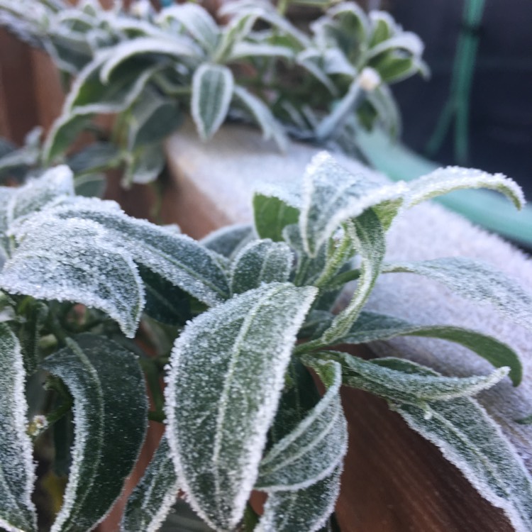 plant image 1205560