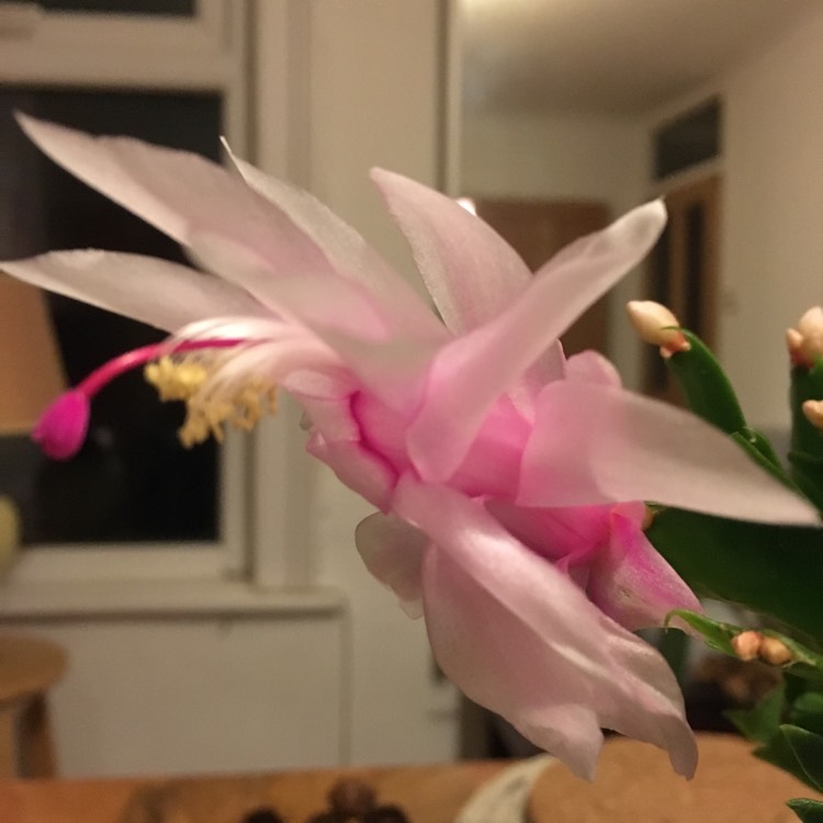 Plant image Schlumbergera truncata 'White Christmas'