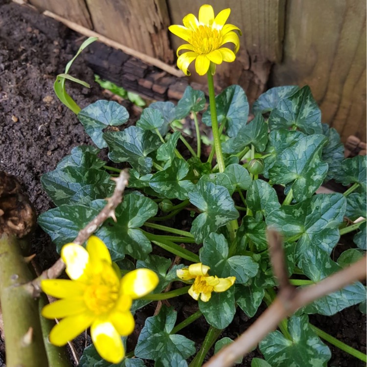 Plant image Ficaria verna
