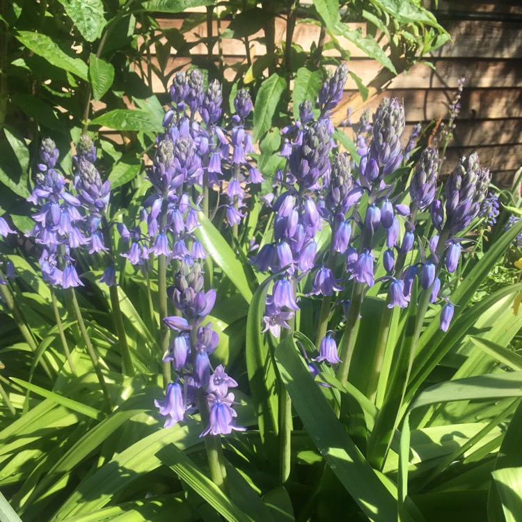 Plant image Hyacinthoides x massartiana