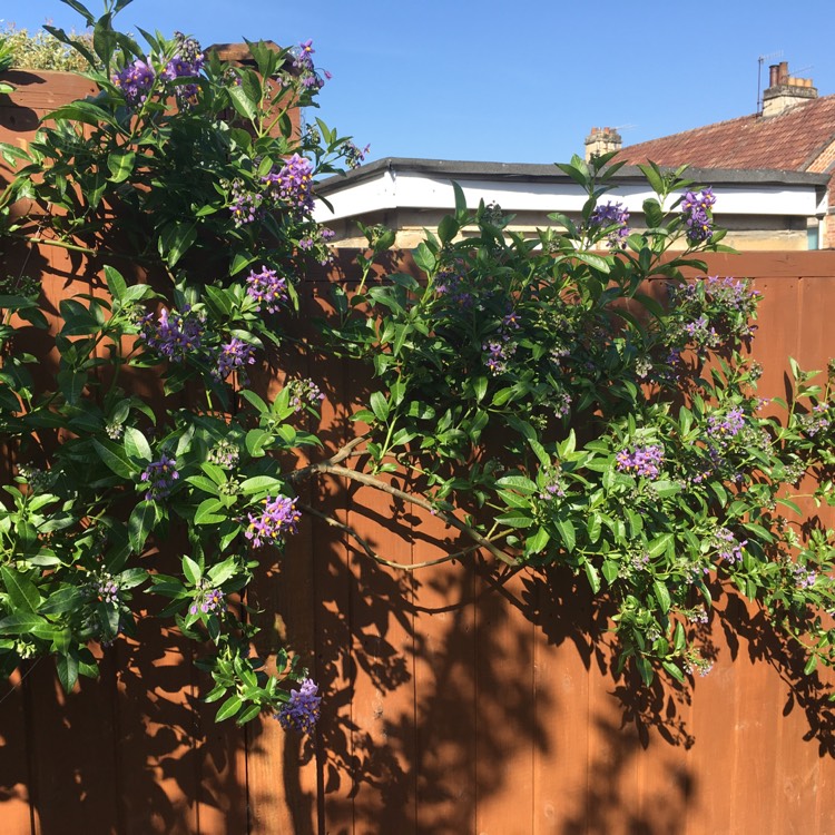 plant image 1275964