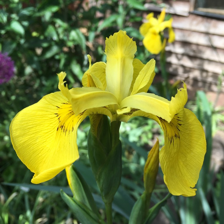 Iris pseudacorus, Yellow Flag Iris - uploaded by @jaynehynesburton