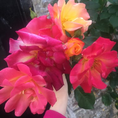 Rose
