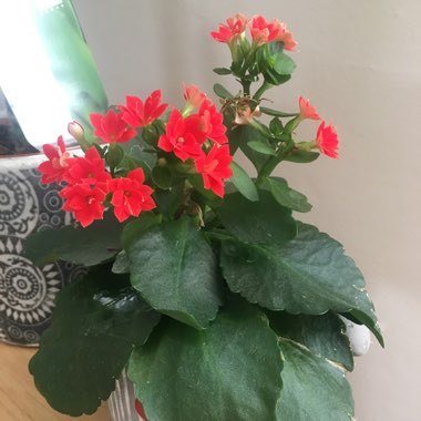 Kalanchoe