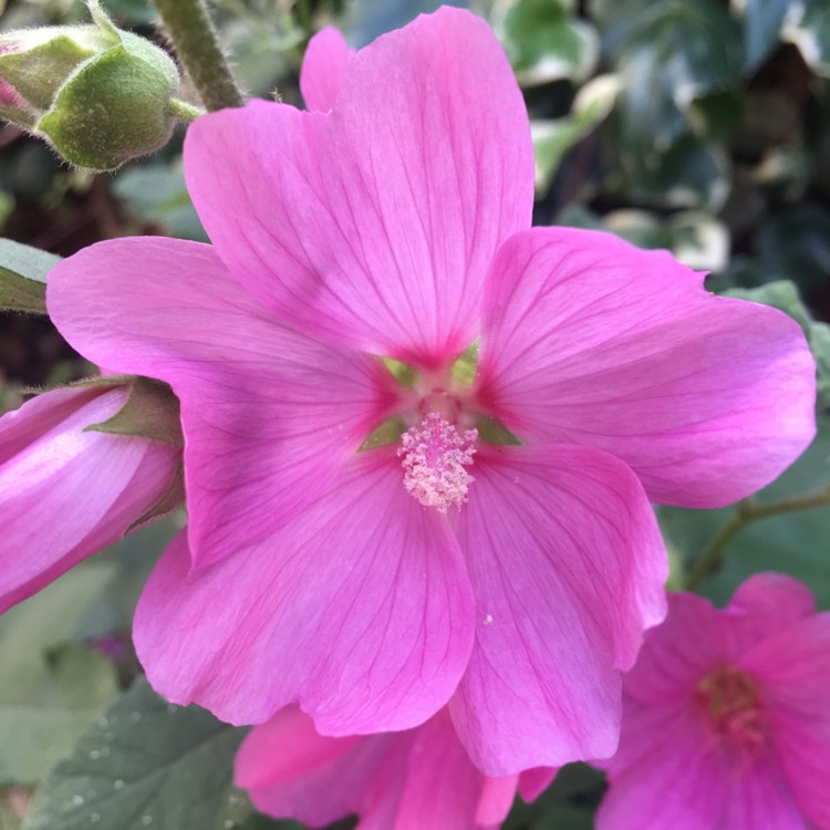 Plant image Lavatera x clementii 'Burgundy Wine'