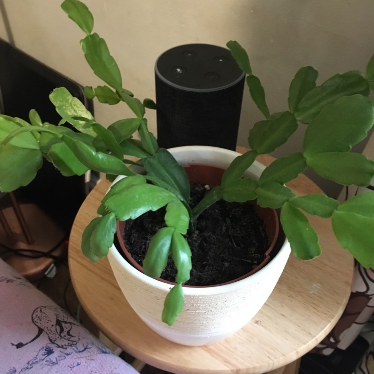 Plant image Schlumbergera truncata Lipstick