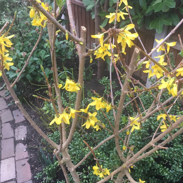 plant image 964223