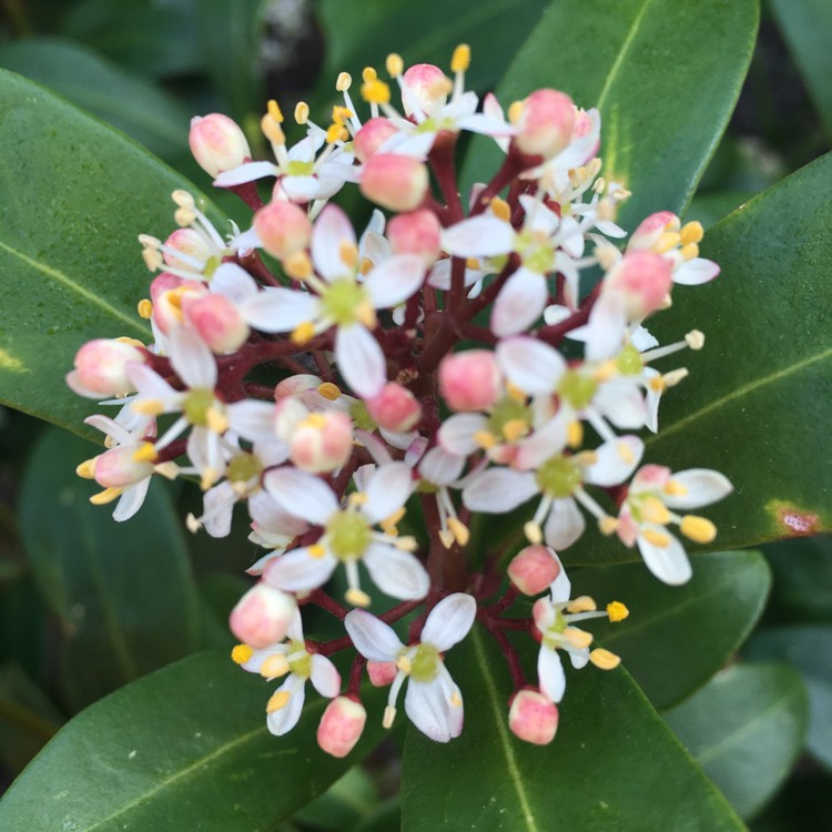 plant image 973139