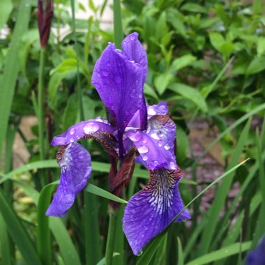Georgina's garden