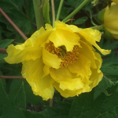 Georgina's garden