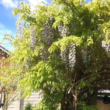 Georgina's garden