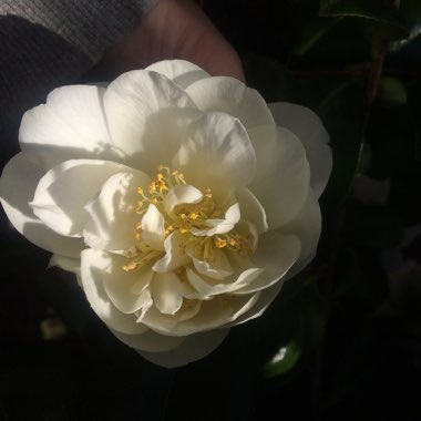 Georgina's garden