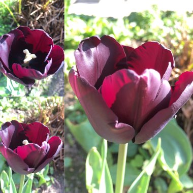 Georgina's garden