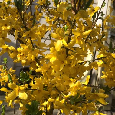 Georgina's garden