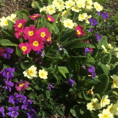 Georgina's garden