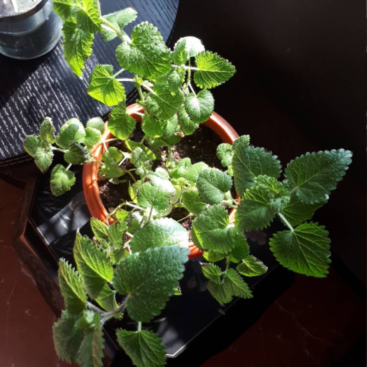 Plant image Melissa officinalis 'Lime Balm'