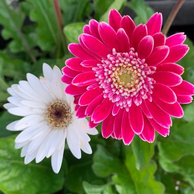 Gerbera 'Garvinea'
