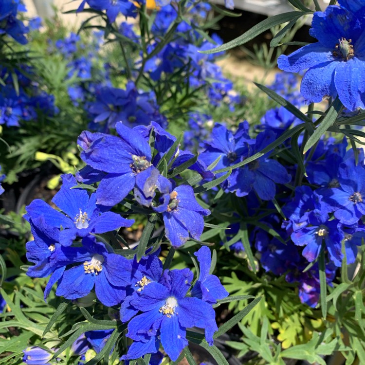 Plant image Delphinium grandiflorum 'Blue Mirror'
