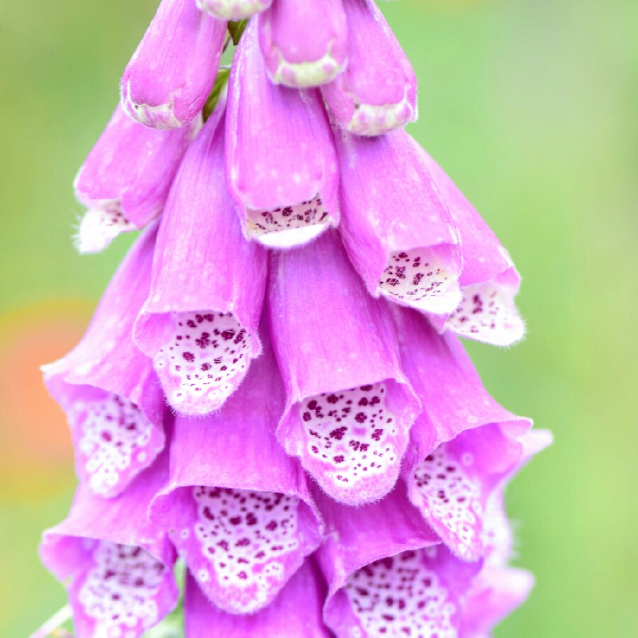 plant image 142497