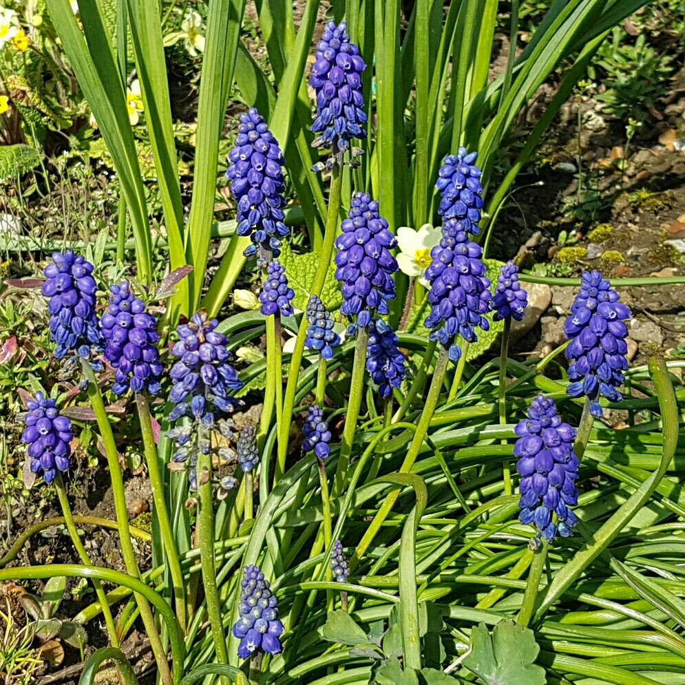 Muscari armeniacum