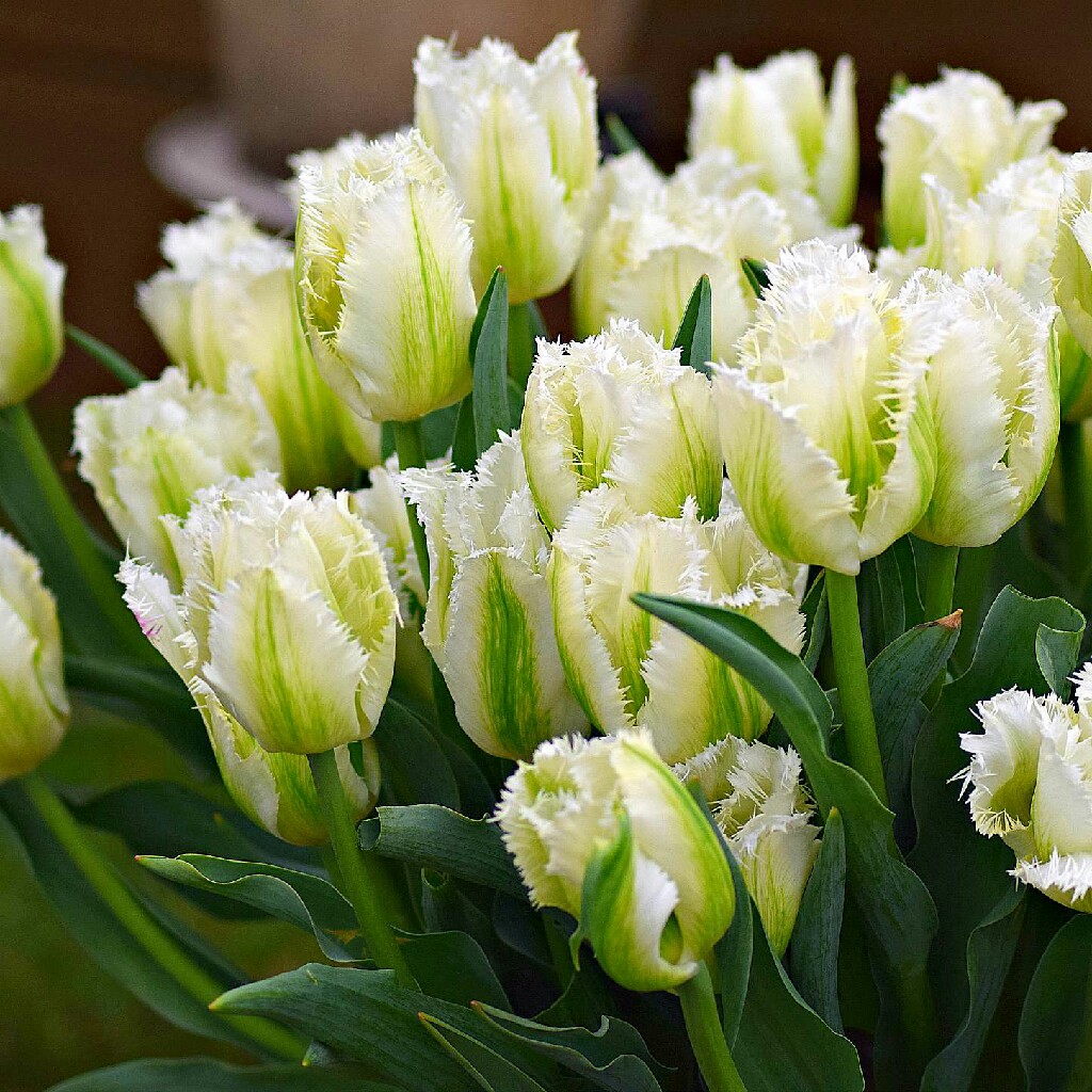 plant image 53362