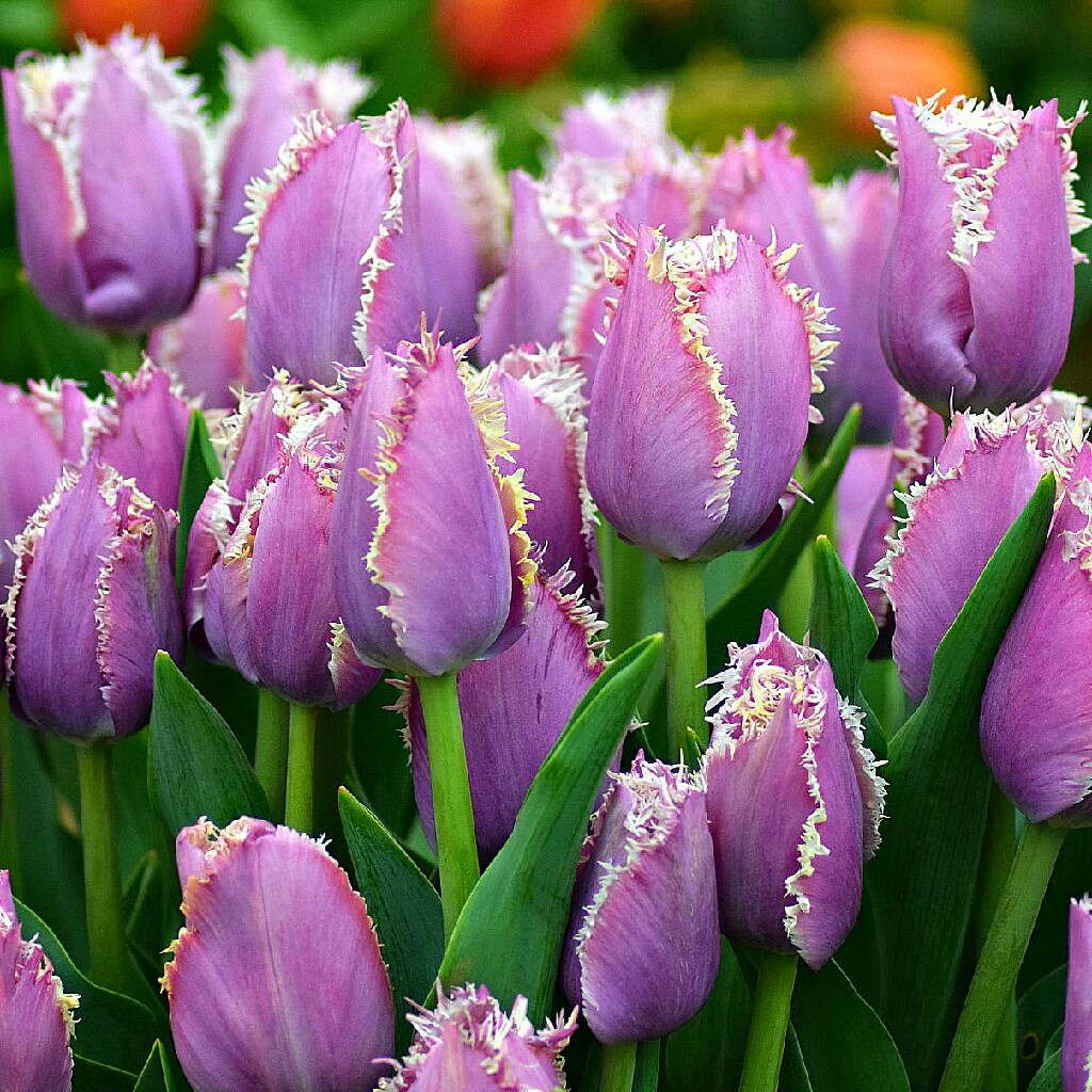 Plant image Tulipa 'Cummins'