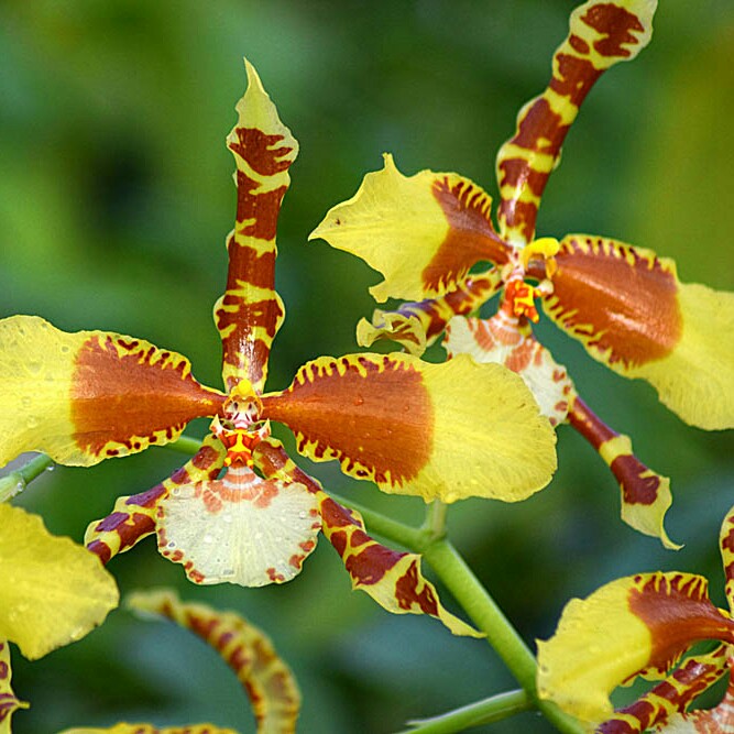 Rossioglossum 'Rawdon Jester' syn. Odontoglossum 'Rawdon Jester'